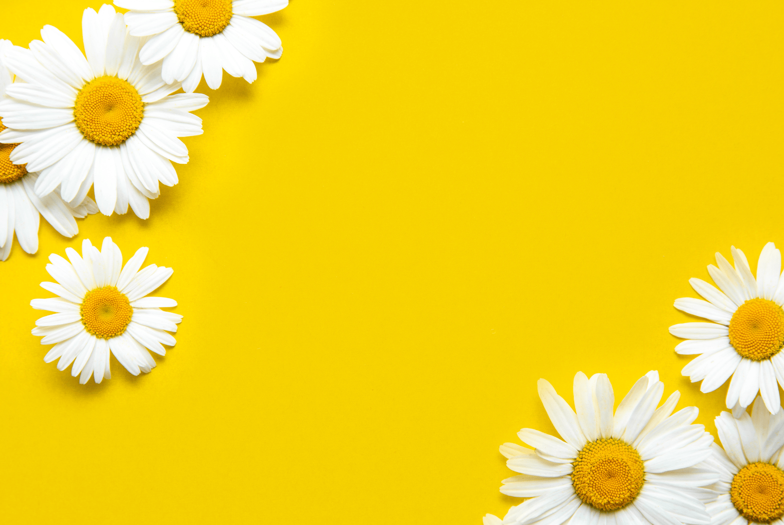 May in Marin: What Not to Miss | Marin Culture Letter