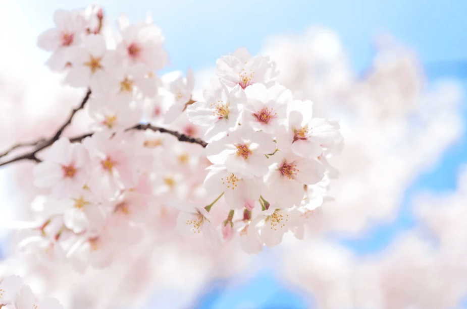 March in Marin: What Not to Miss | Marin Culture Letter