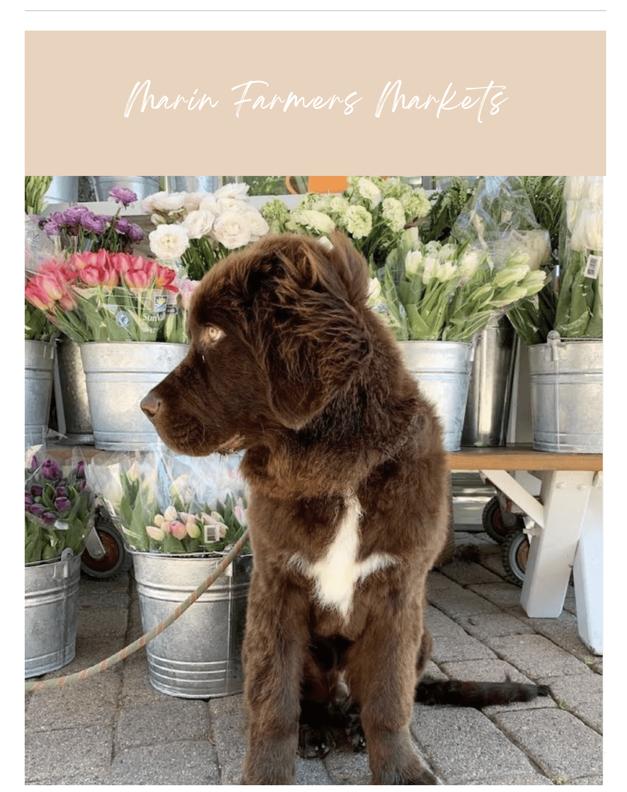 The Marin Culture Letter June 2024: Events in Marin County