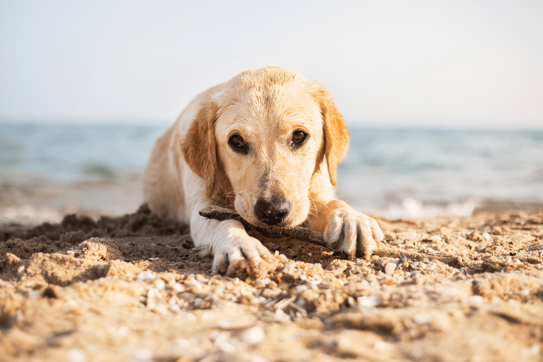 Our Favorite Dog-Friendly Beaches in Marin County